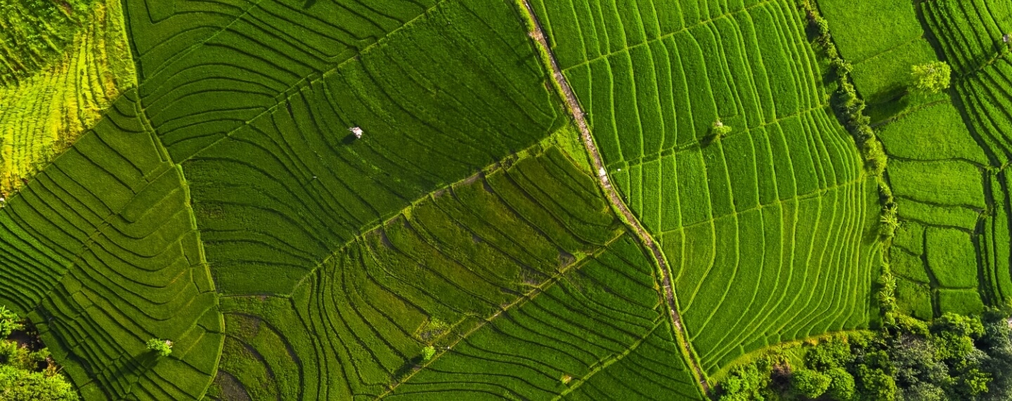 estrategia de neutralidad en carbono